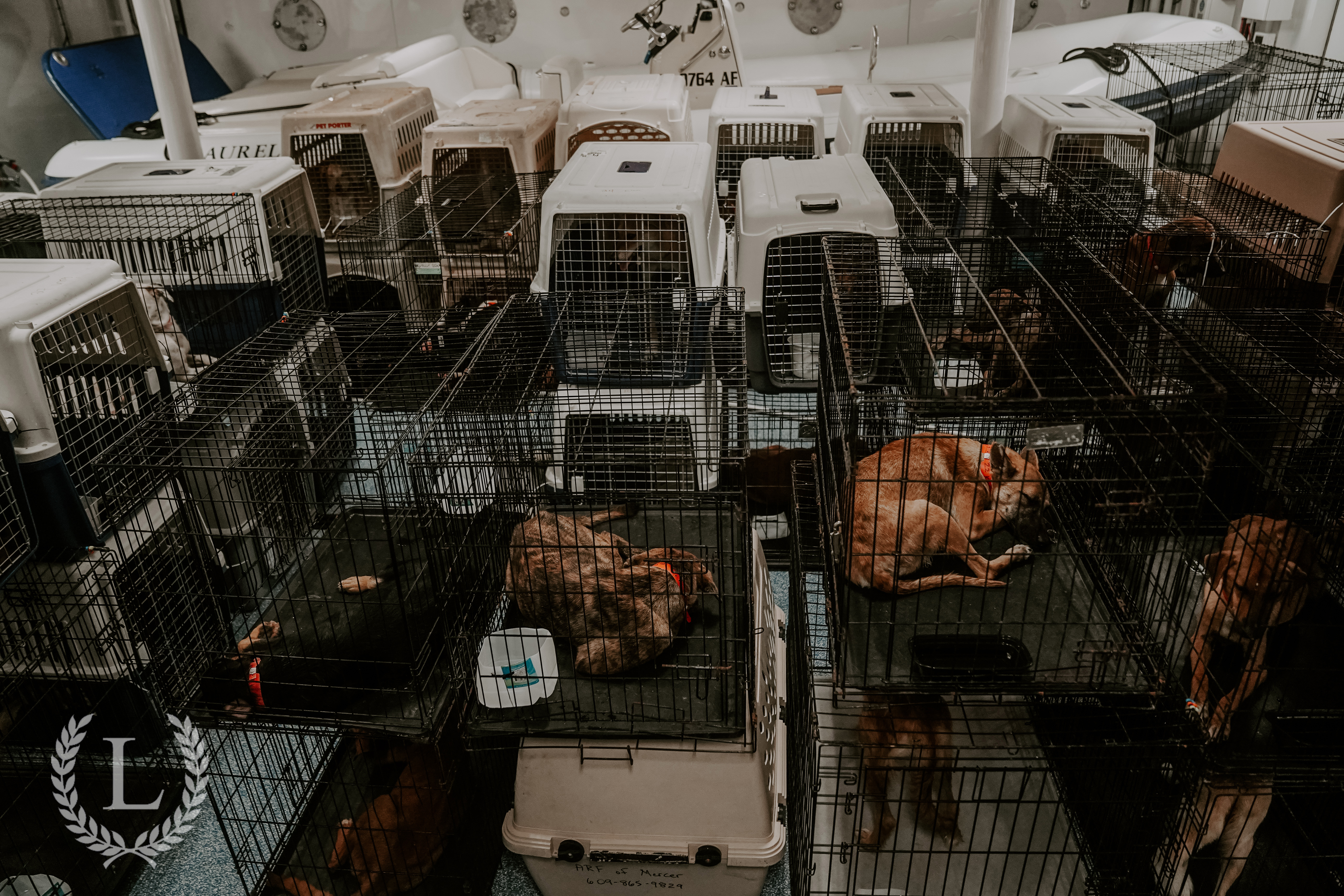 Dogs recused in Crates on Laurel